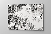 Čiernobiely Obraz Konáre stromov zs1309